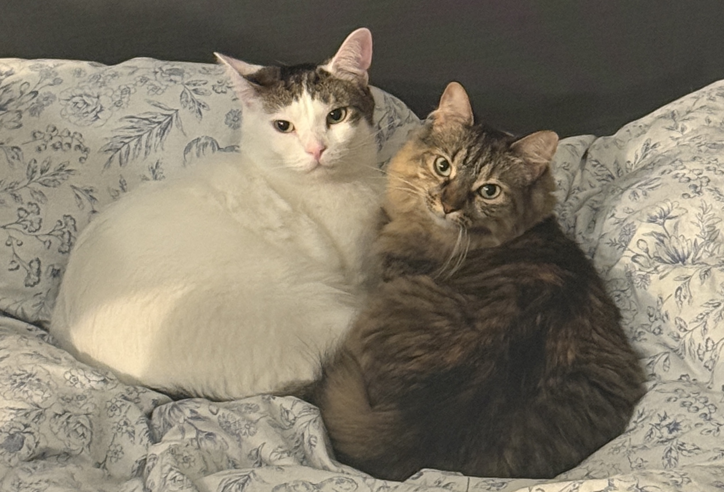 Yazai and Meituo